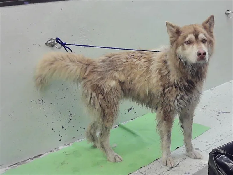 An adult large-sized male Alaskan Malamute dog named Prince Buddy for adoption in Houston, TX