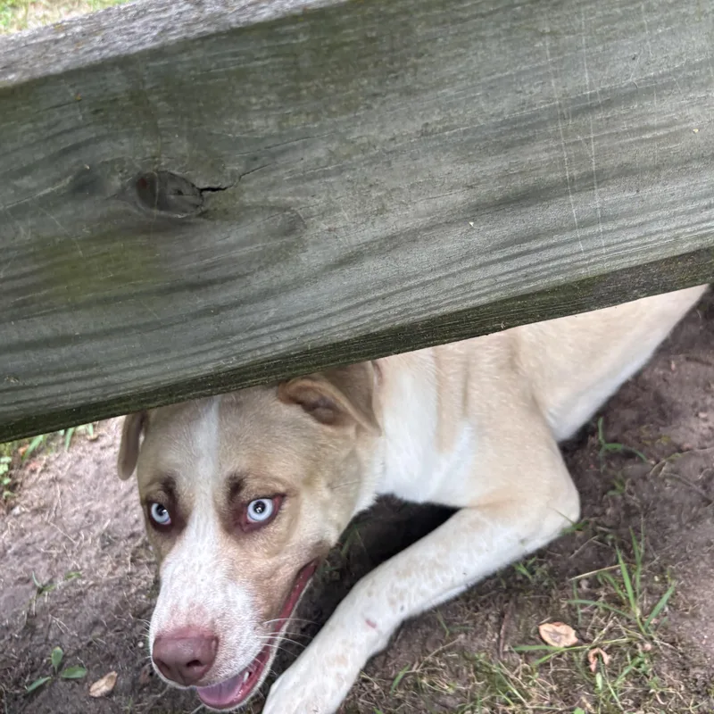 A young medium-sized male Apricot / Beige Husky dog named Vinny for adoption in Mount Pleasant, MI