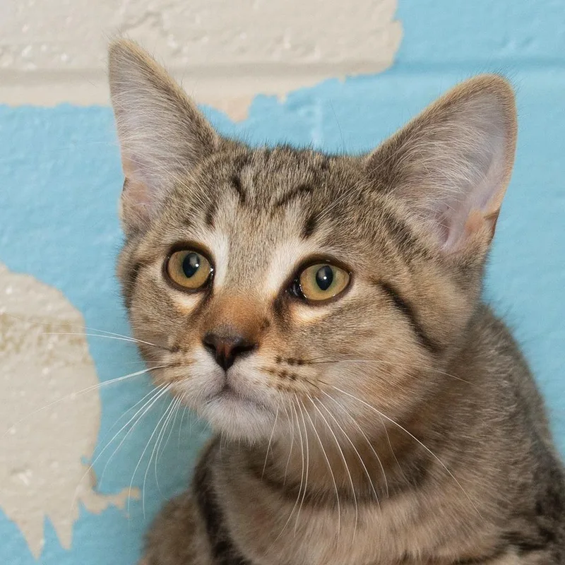 A baby small-sized male Domestic Short Hair cat named Thyme for adoption in Troy, OH