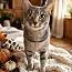 An adult medium-sized female Tabby (Gray / Blue / Silver) Domestic Short Hair cat named Doris for adoption in Greensboro, NC