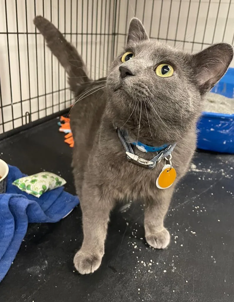 A young medium-sized male Domestic Short Hair cat named Zachary for adoption in Muskegon, MI