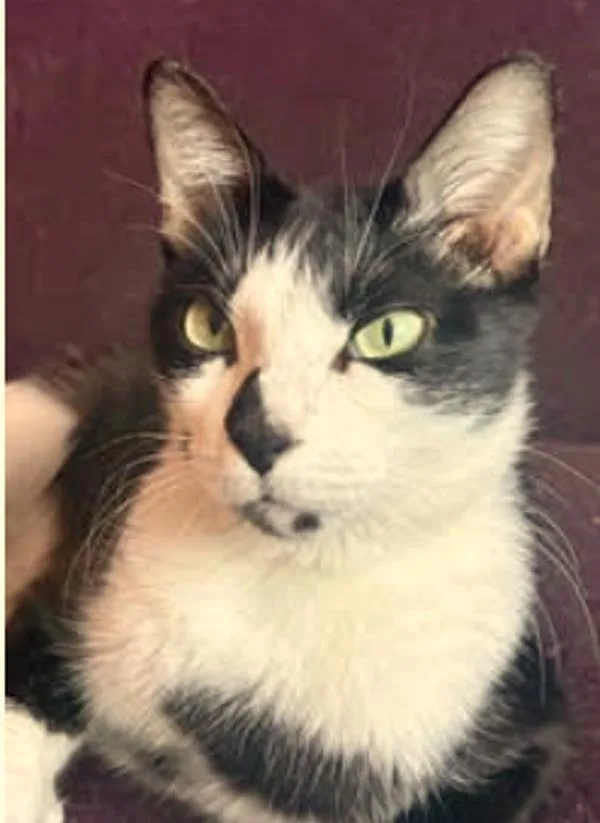 An adult small-sized female Domestic Short Hair cat named Tarot for adoption in Sherwood, OR
