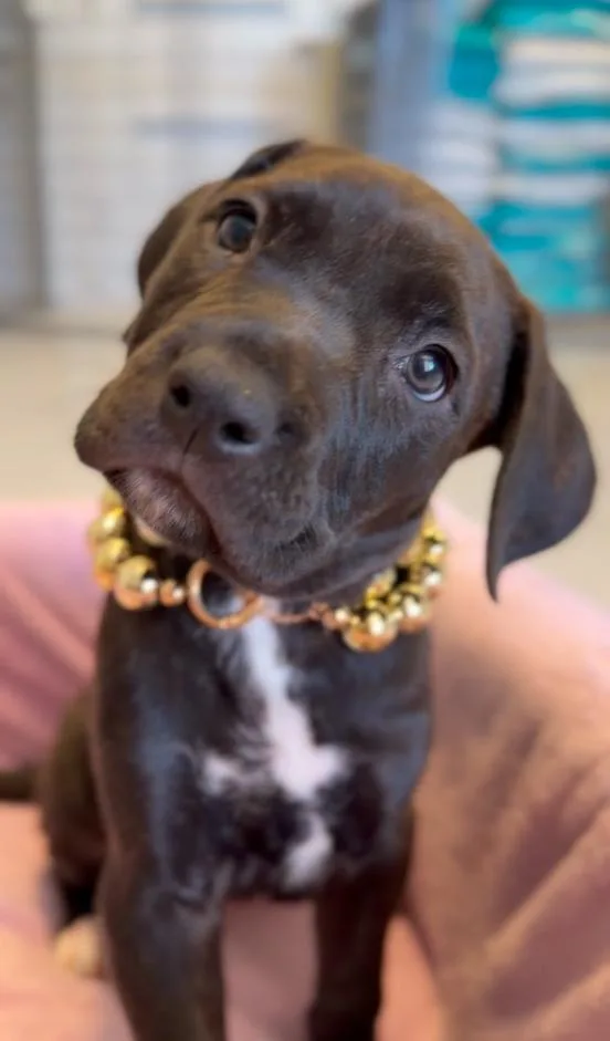 A young medium-sized female Cane Corso dog named Topaz for adoption in Glendale, AZ