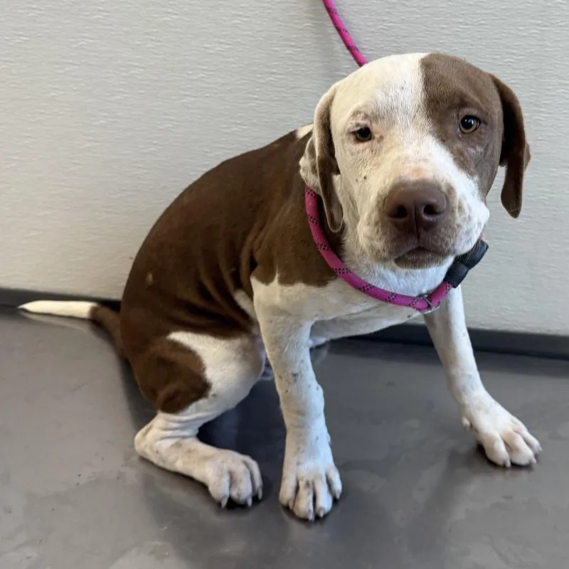 A young medium-sized male Brown / Chocolate Mixed Breed dog named Munster for adoption in Las Cruces, NM