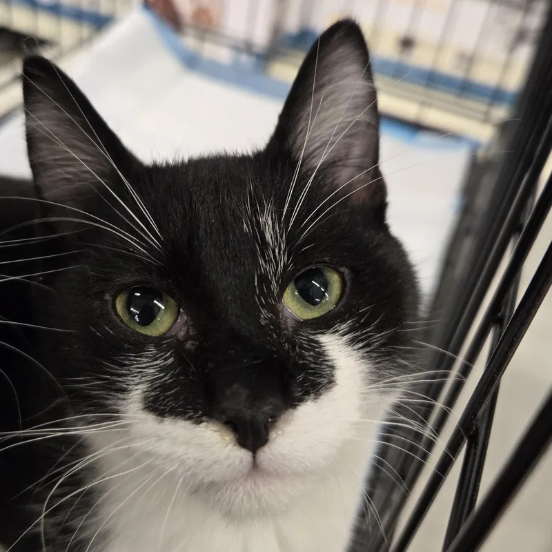 A young medium-sized male Black & White / Tuxedo Domestic Short Hair cat named Broly for adoption in Shreveport, LA