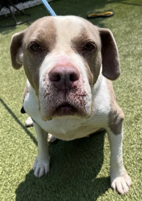 A senior large-sized female Pit Bull Terrier dog named Scarlet for adoption in Newton, NC