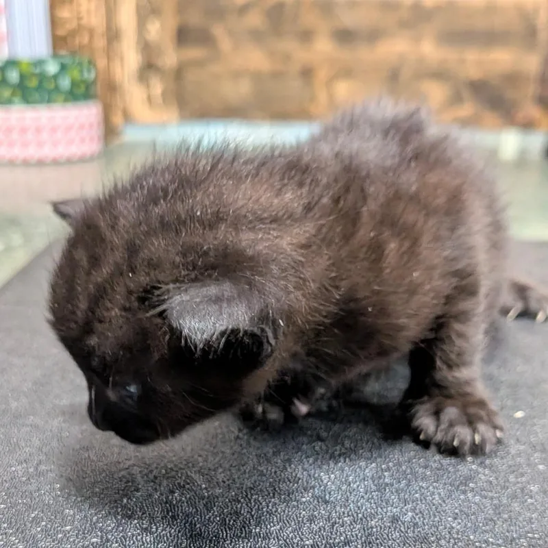A baby small-sized male Black Domestic Short Hair cat named Inuyahsa for adoption in Chico, CA