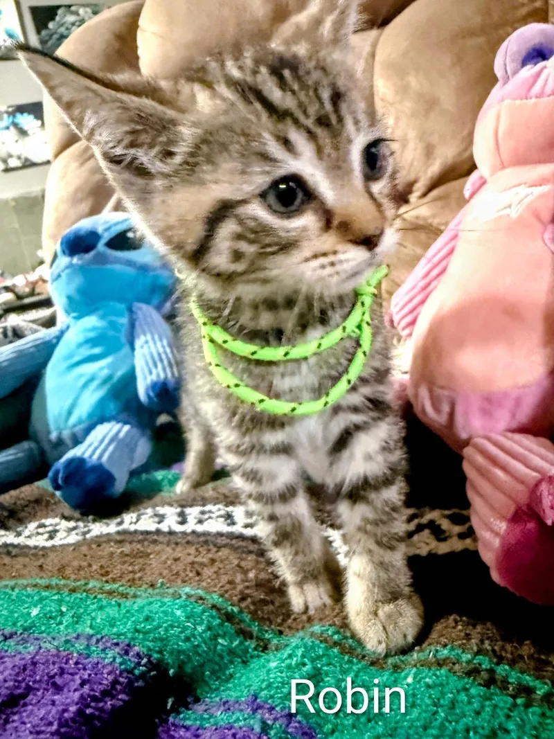 A baby medium-sized female Domestic Short Hair cat named Robin for adoption in Binghamton, NY