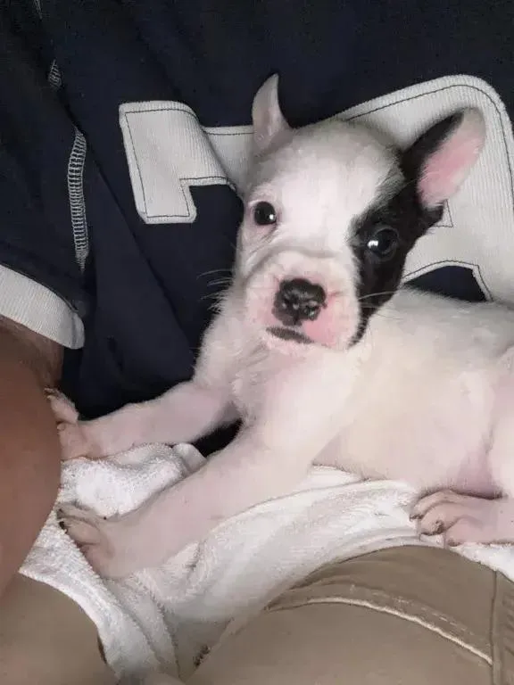 A baby small-sized male Tricolor (Brown, Black, & White) Mixed Breed dog named Mulberry for adoption in Grand Rapids, MI