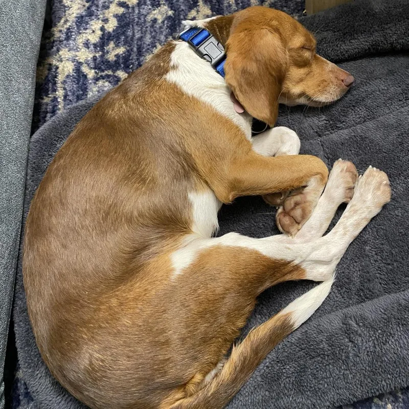 An adult small-sized female Beagle dog named Pandora for adoption in Troy, VA