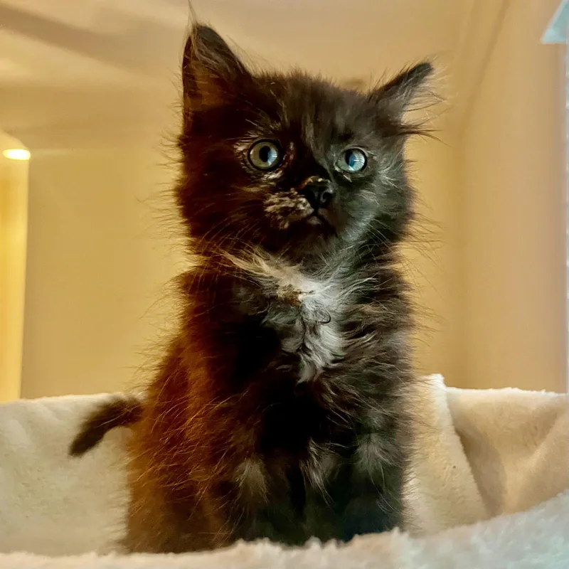 A baby small-sized female Tortoiseshell Domestic Medium Hair cat named Mischief for adoption in Knoxville, TN