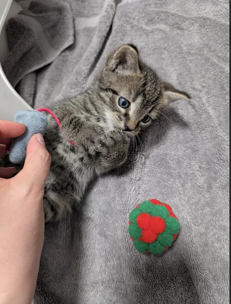A baby medium-sized male Tabby (Brown / Chocolate) Domestic Short Hair cat named Rudy for adoption in Philadelphia, PA