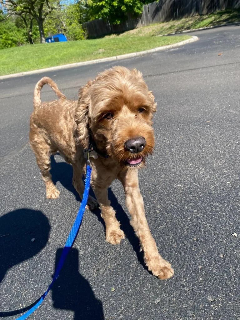 An adult medium-sized male Cockapoo dog named Bentley for adoption in West Bloomfield, MI