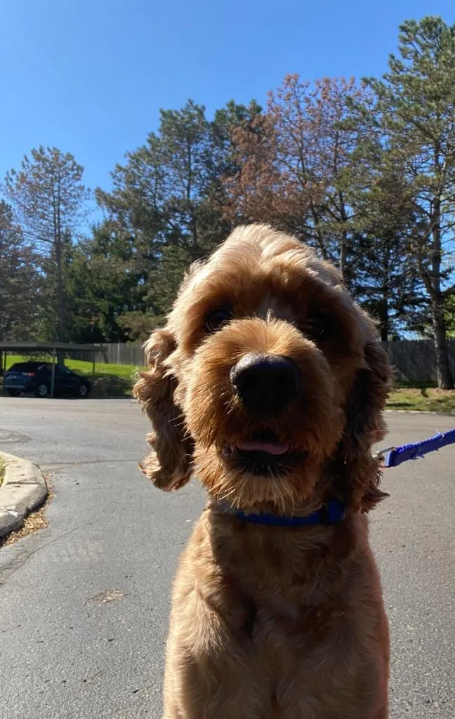 Bentley thumbnail 2