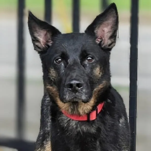 An adult medium-sized female Bicolor German Shepherd Dog dog named Nala for adoption in Buffalo, NY