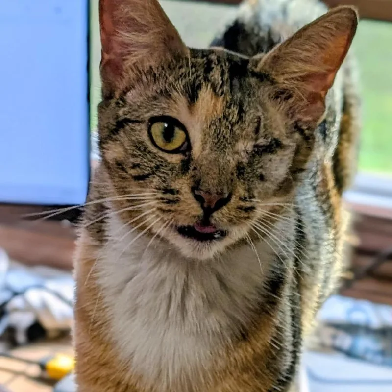 Frankie thumbnail 3