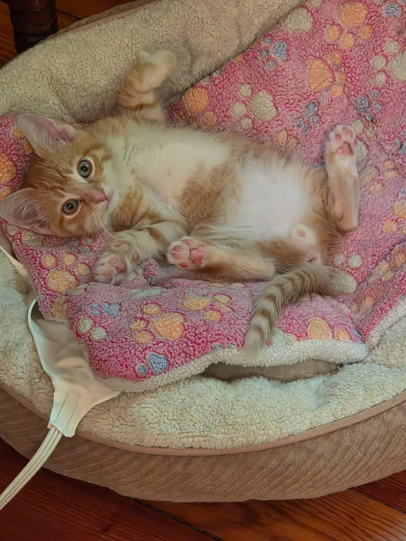 A young medium-sized male Orange & White Domestic Short Hair cat named Torque for adoption in Camden, SC