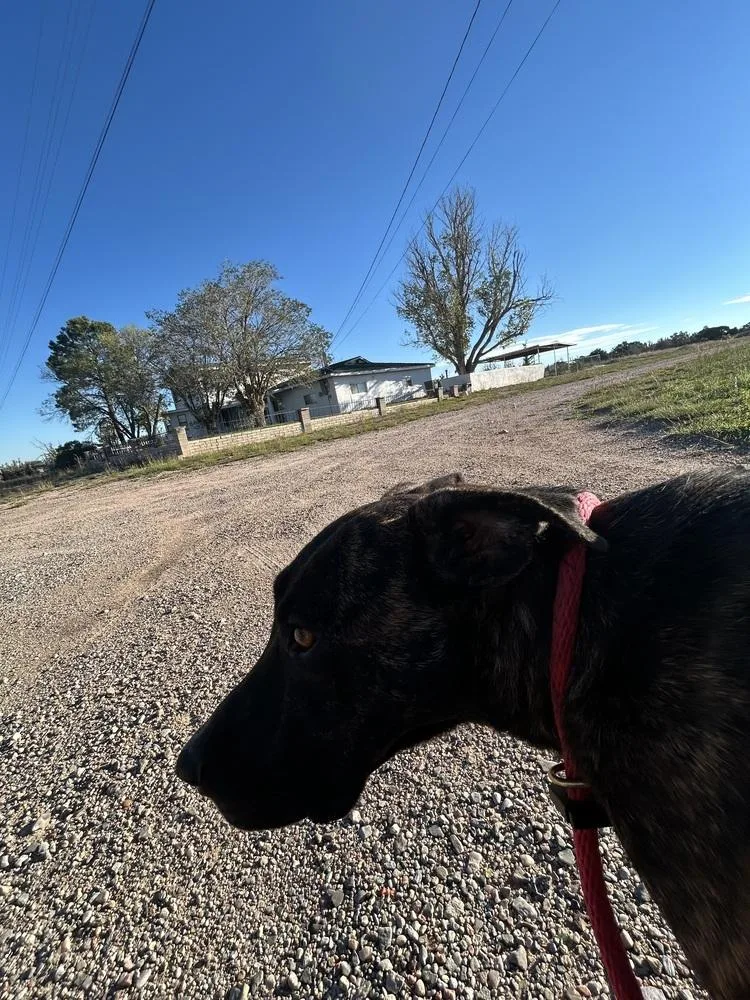 An adult large-sized female Brindle Pit Bull Terrier dog named Lena for adoption in Mountainair, NM