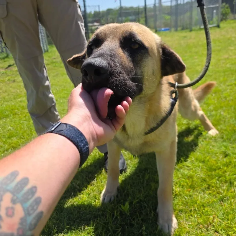 An adult large-sized male Yellow / Tan / Blond / Fawn German Shepherd Dog dog named Frodo for adoption in Norman, OK