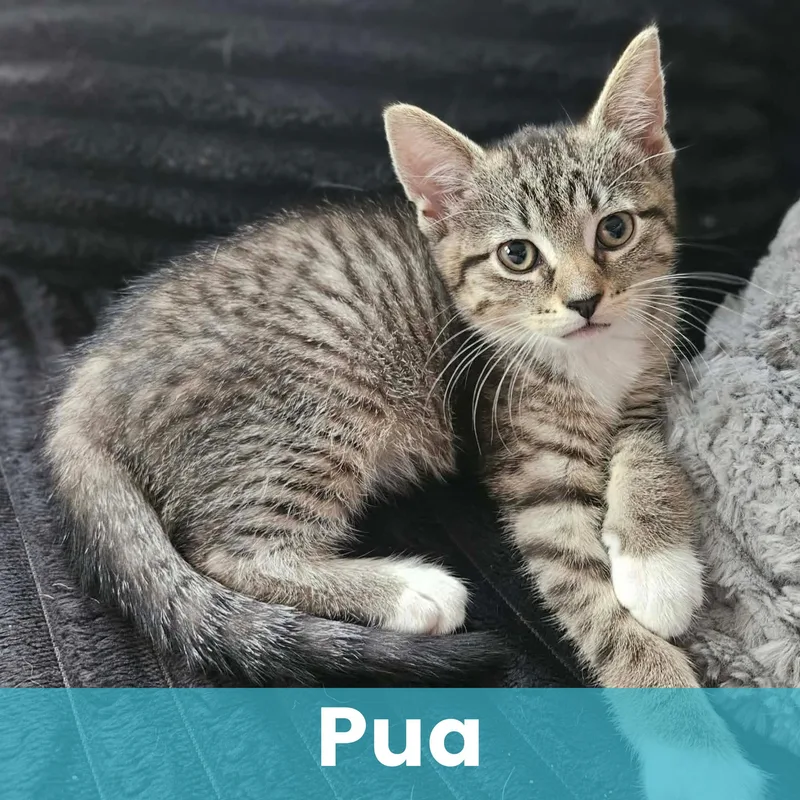 Pua thumbnail 6