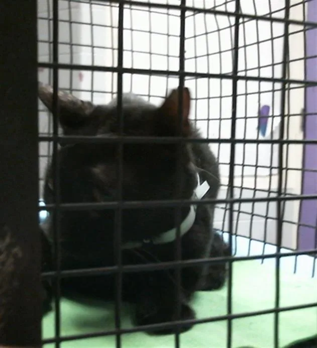 An adult medium-sized male Domestic Short Hair cat named Mac for adoption in Houston, TX
