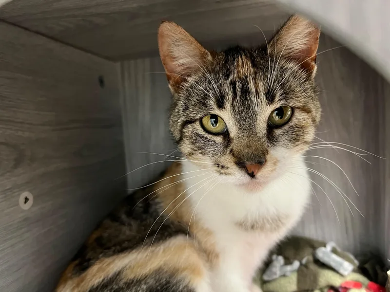 A baby medium-sized female Calico Calico cat named Egypt for adoption in Grand Rapids, MI