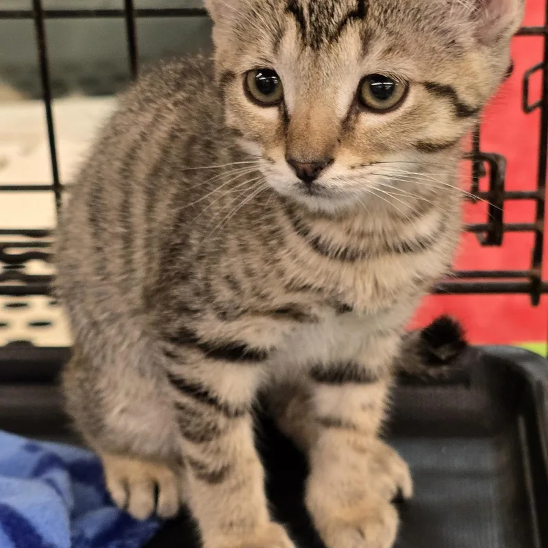 A baby medium-sized male Gray & White Domestic Short Hair cat named Janish ORT for adoption in Missouri City, TX