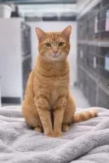 A young medium-sized male Tabby (Orange / Red) Domestic Short Hair cat named Baloo for adoption in Tinley Park, IL