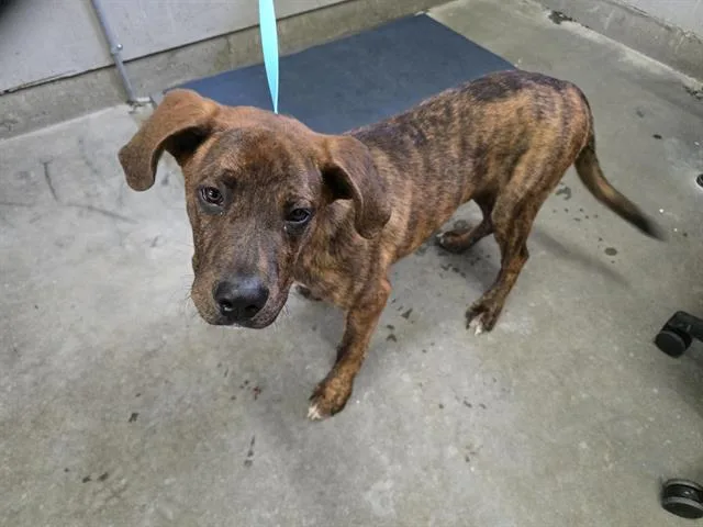 A young large-sized male Plott Hound dog named A for adoption in Camarillo, CA