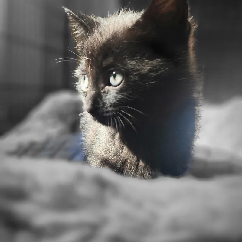 A baby medium-sized male Domestic Short Hair cat named Jett Teddy & for adoption in Hamilton, NJ