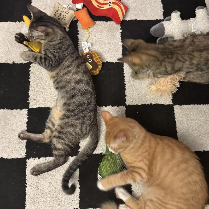 A young small-sized male Orange / Red Domestic Short Hair cat named Pumpkin for adoption in Los Angeles, CA