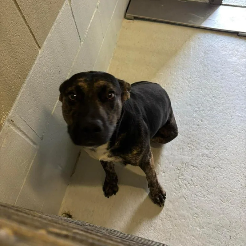 An adult medium-sized male Black Pit Bull Terrier dog named Rottie for adoption in Bastrop, TX