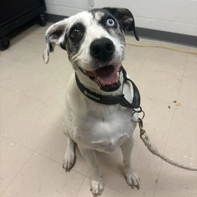 A senior medium-sized male White / Cream Mixed Breed dog named Boots for adoption in Pittsburgh, PA