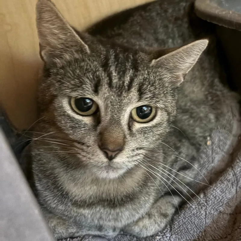 A young medium-sized female Brown / Chocolate Domestic Short Hair cat named Meryl for adoption in Chesapeake, VA