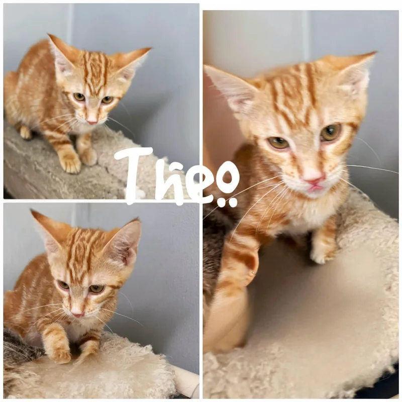A young medium-sized male Tabby (Orange / Red) Domestic Short Hair cat named Theo for adoption in Saint James, MO