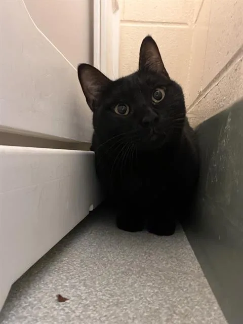 An adult medium-sized male Domestic Short Hair cat named Louie for adoption in Boston, MA
