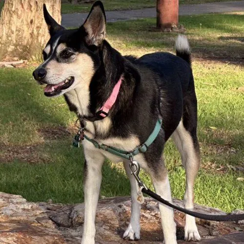 An adult medium-sized female Black Husky dog named Nala for adoption in San Juan Capistrano, CA