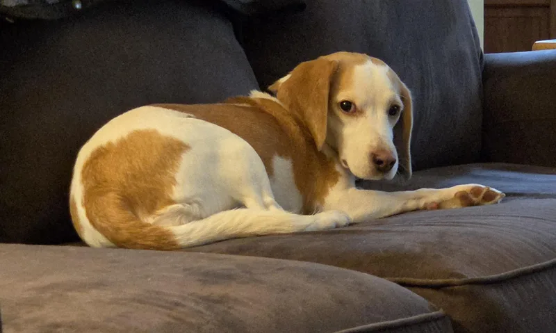 An adult small-sized female Yellow / Tan / Blond / Fawn Beagle dog named Sprinkles for adoption in Rensselaer, NY
