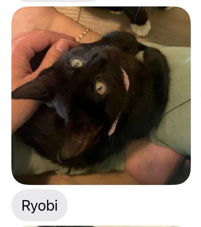 A young medium-sized female Black Domestic Short Hair cat named Ryobi for adoption in Woodstock, GA
