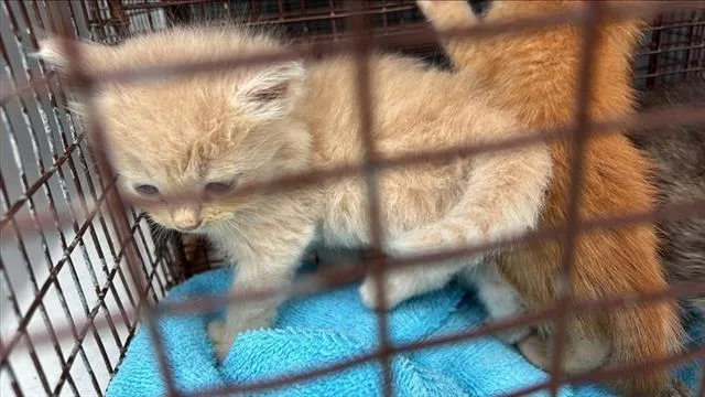 A baby small-sized female Domestic Short Hair cat named Kikii for adoption in Houston, TX
