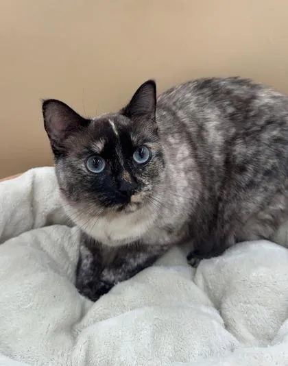 Phoebe