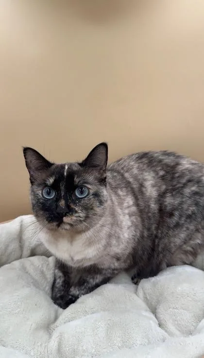 Phoebe thumbnail 2
