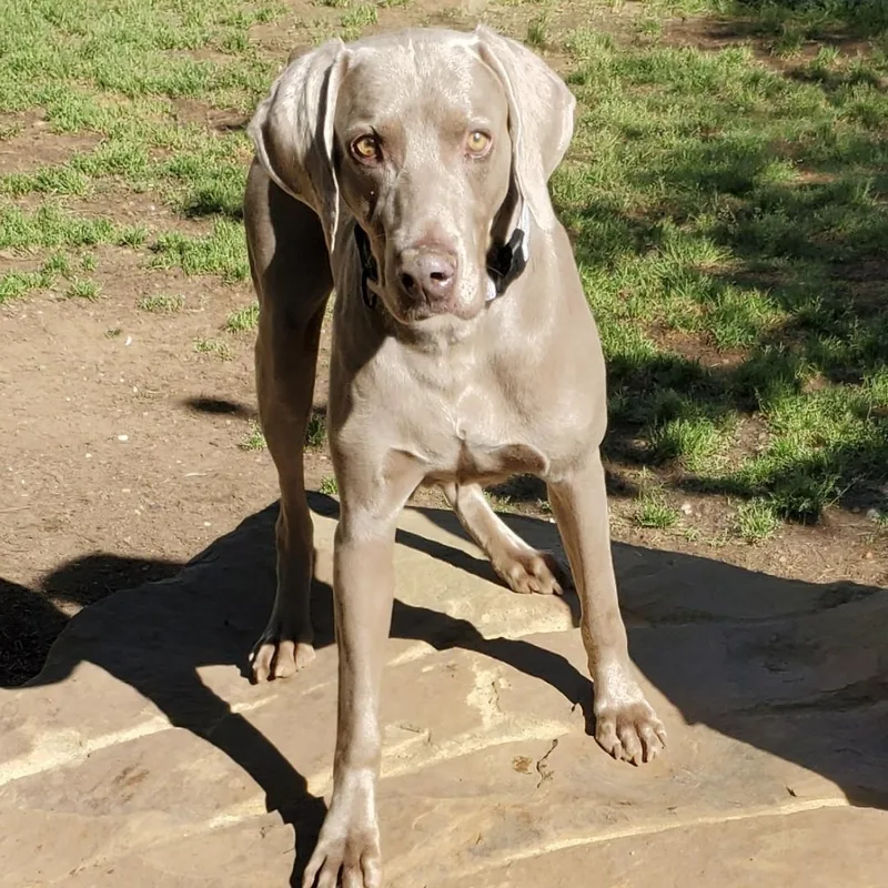 A senior large-sized male Gray / Blue / Silver Weimaraner dog named Atticus for adoption in Birmingham, AL