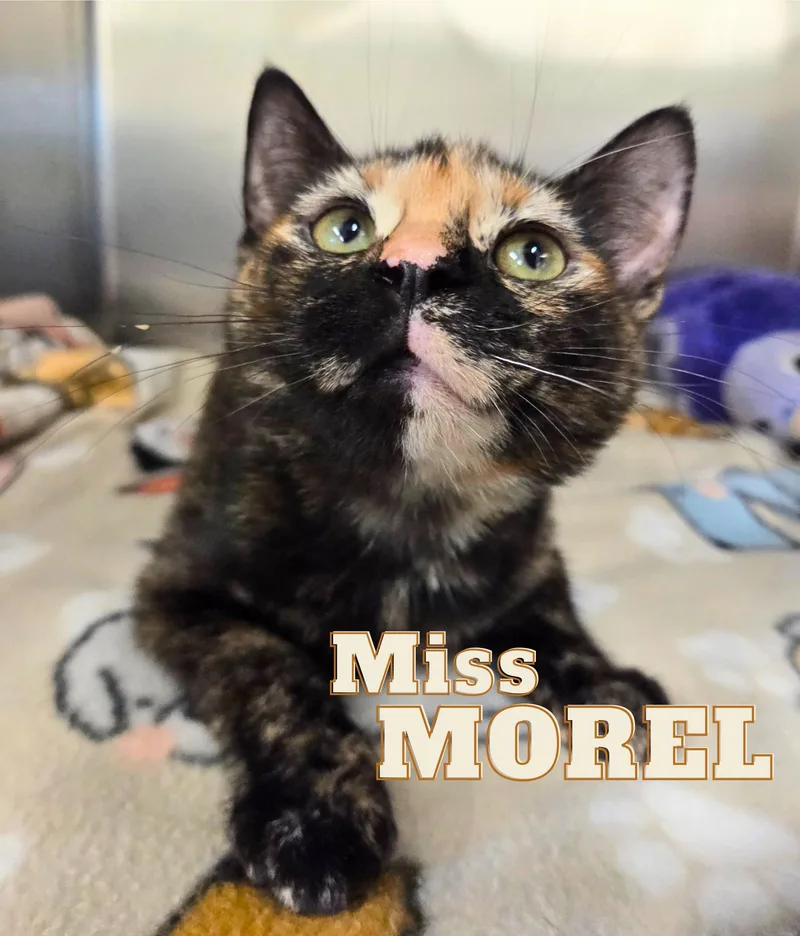 A baby medium-sized female Tortoiseshell Domestic Short Hair cat named Miss Morel for adoption in Nevada, IA