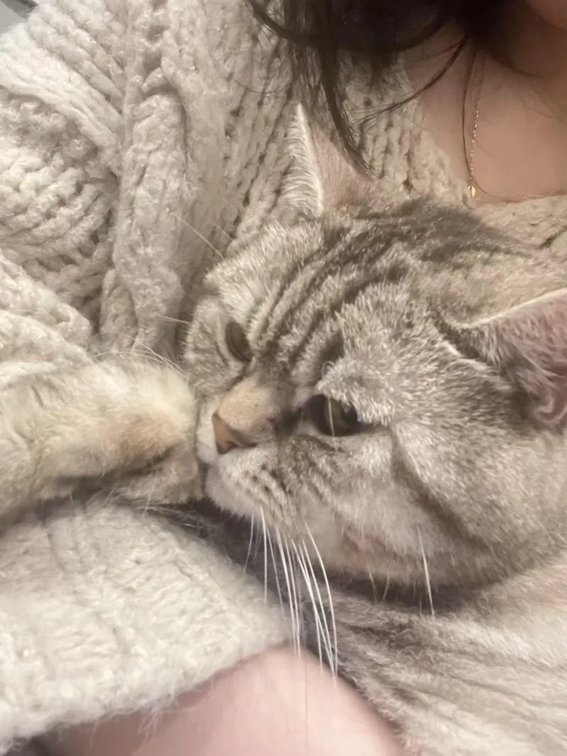 An adult medium-sized male Gray / Blue / Silver British Shorthair cat named Jasper for adoption in Flushing, NY