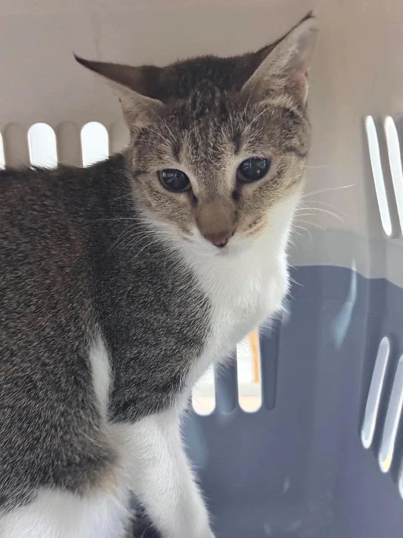 A young medium-sized female Egyptian Mau cat named Beauty for adoption in York, PA