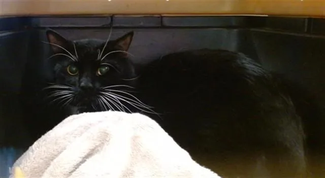 A young medium-sized male Domestic Short Hair cat named Bootsy for adoption in Oklahoma City, OK