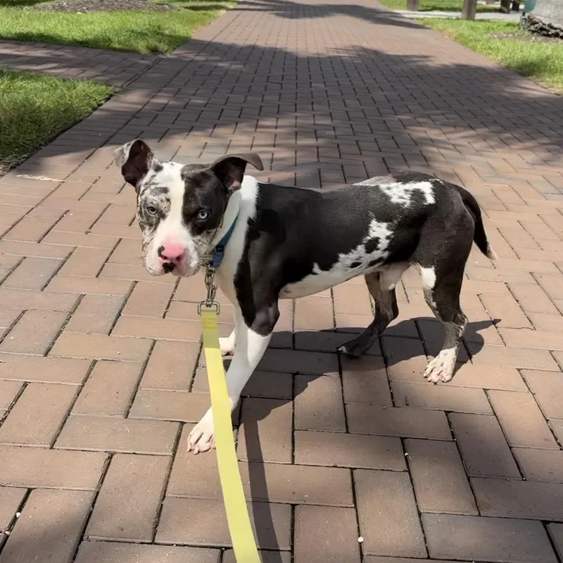 A young medium-sized male Gray / Blue / Silver Pit Bull Terrier dog named Lurch for adoption in Bradenton, FL