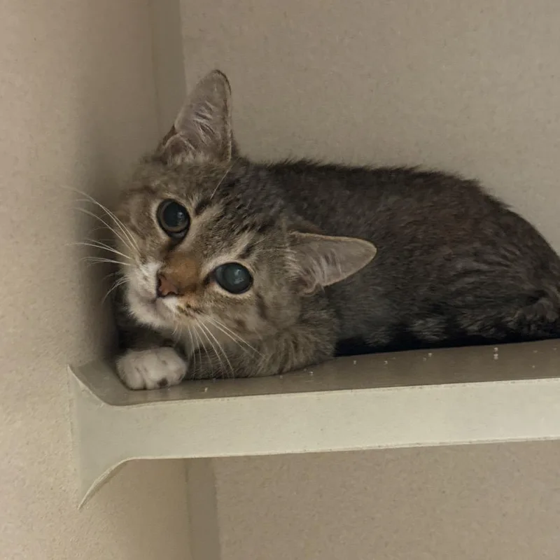 A young medium-sized male Tabby (Brown / Chocolate) Tabby cat named Casper for adoption in Greensboro, NC