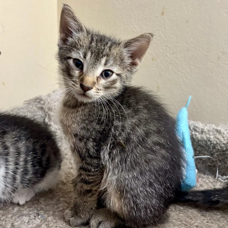 A baby small-sized male Brown / Chocolate Domestic Short Hair cat named Bruce for adoption in Troy, IL